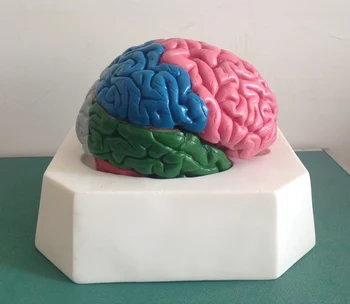 Модель Дольчатости головного мозга